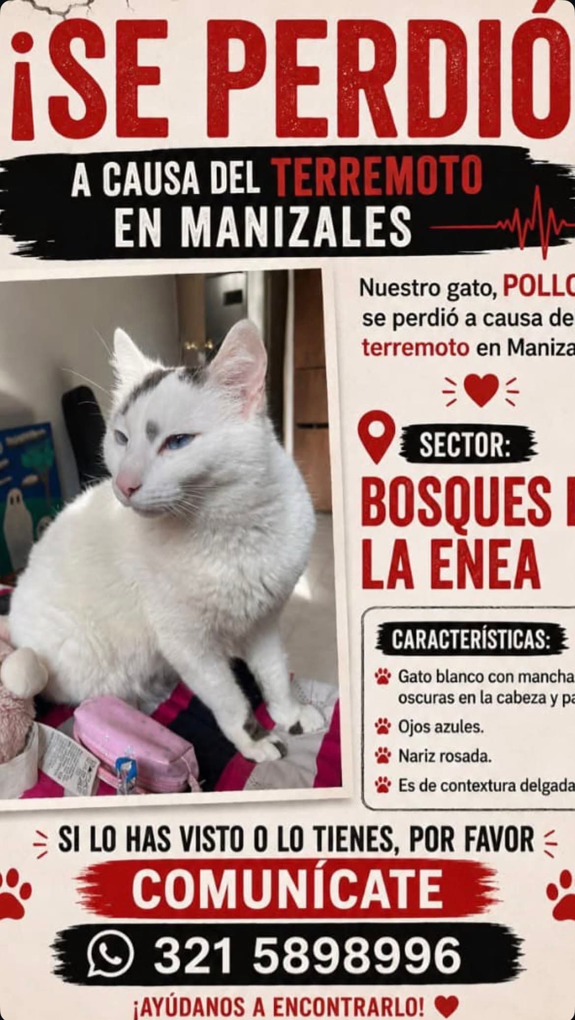 perro perdido en Manizales