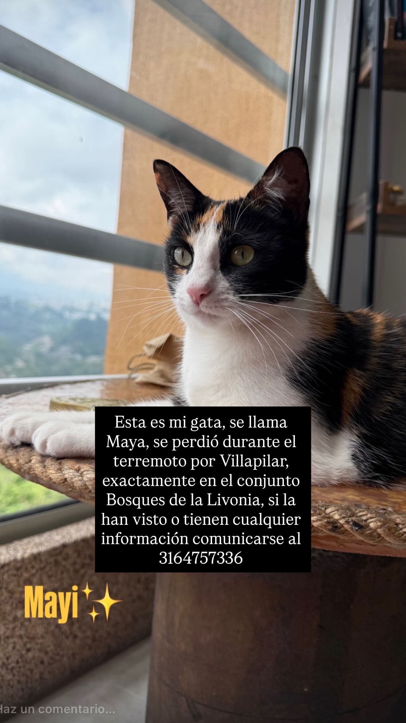 perro perdido en Manizales
