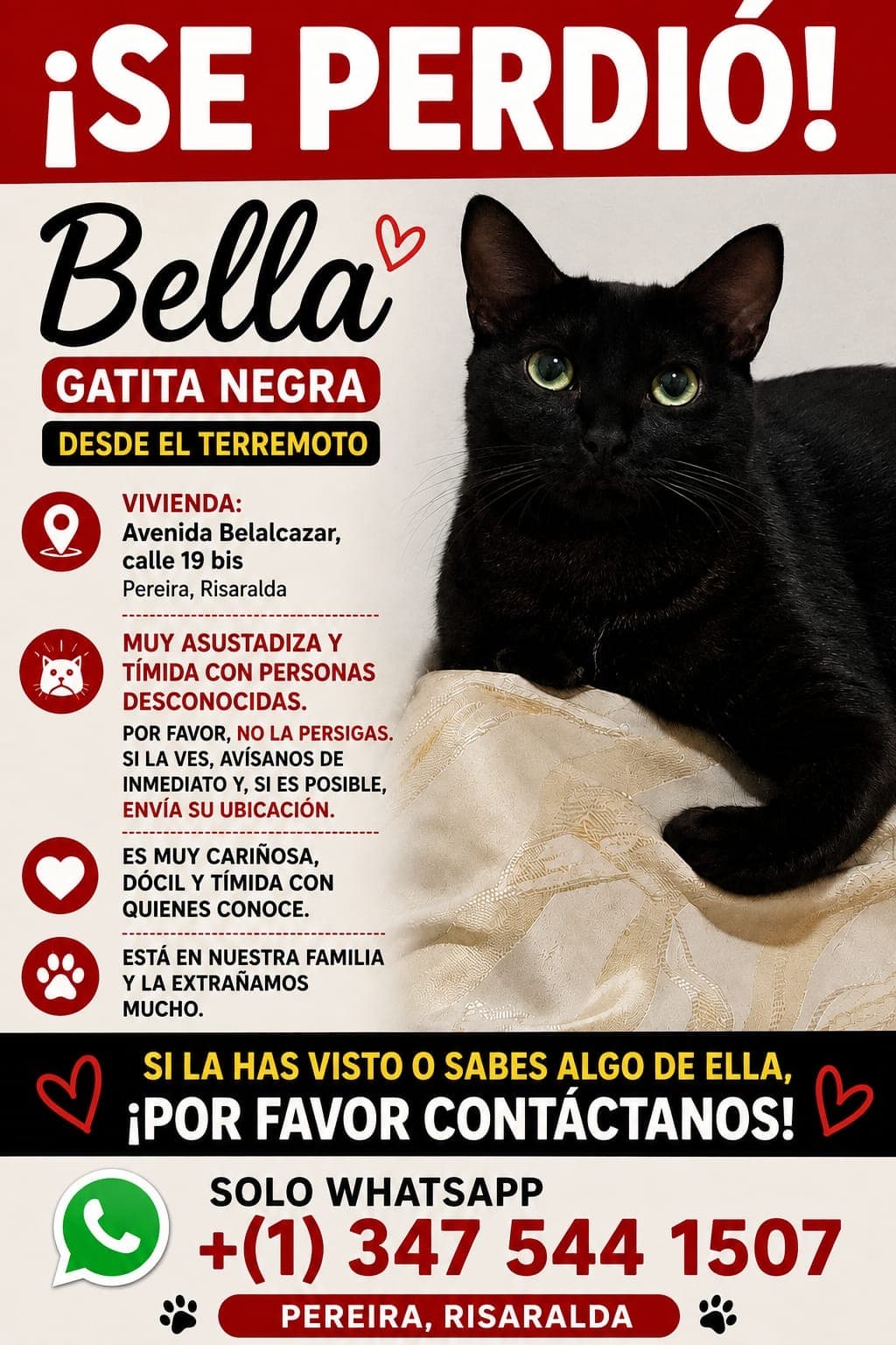 gato perdido en Pereira