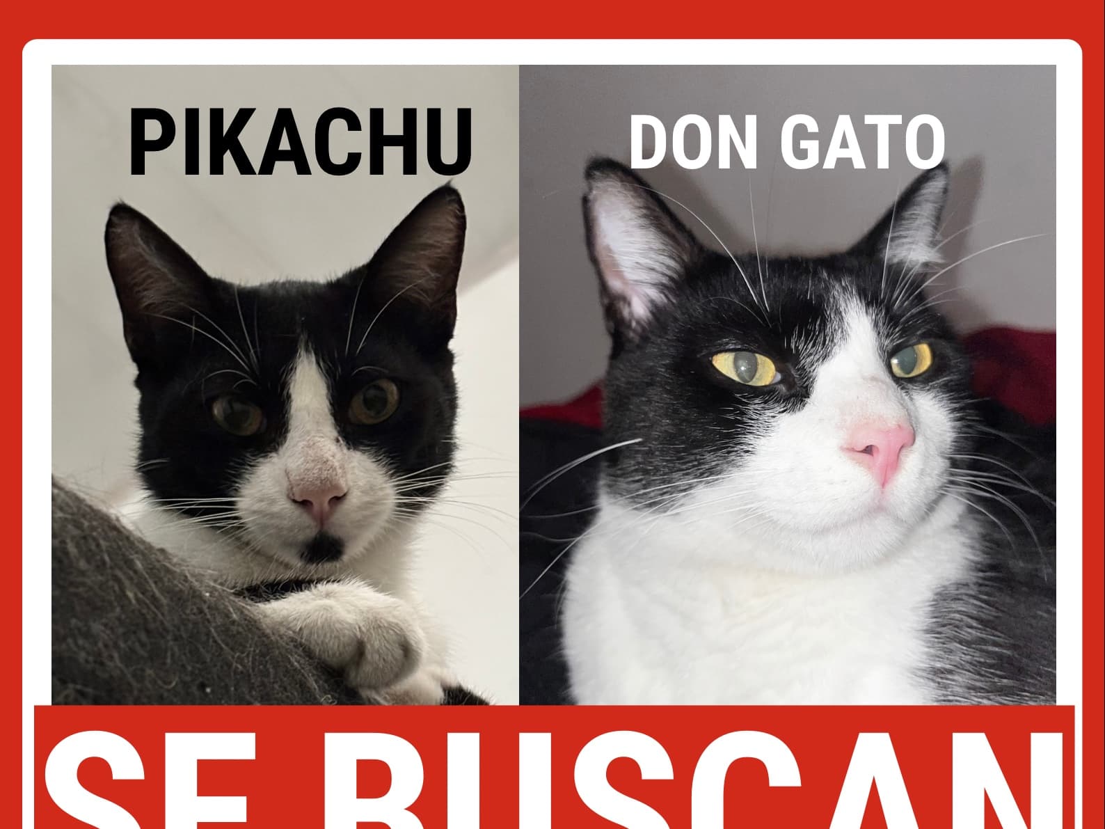gato perdido en Cali