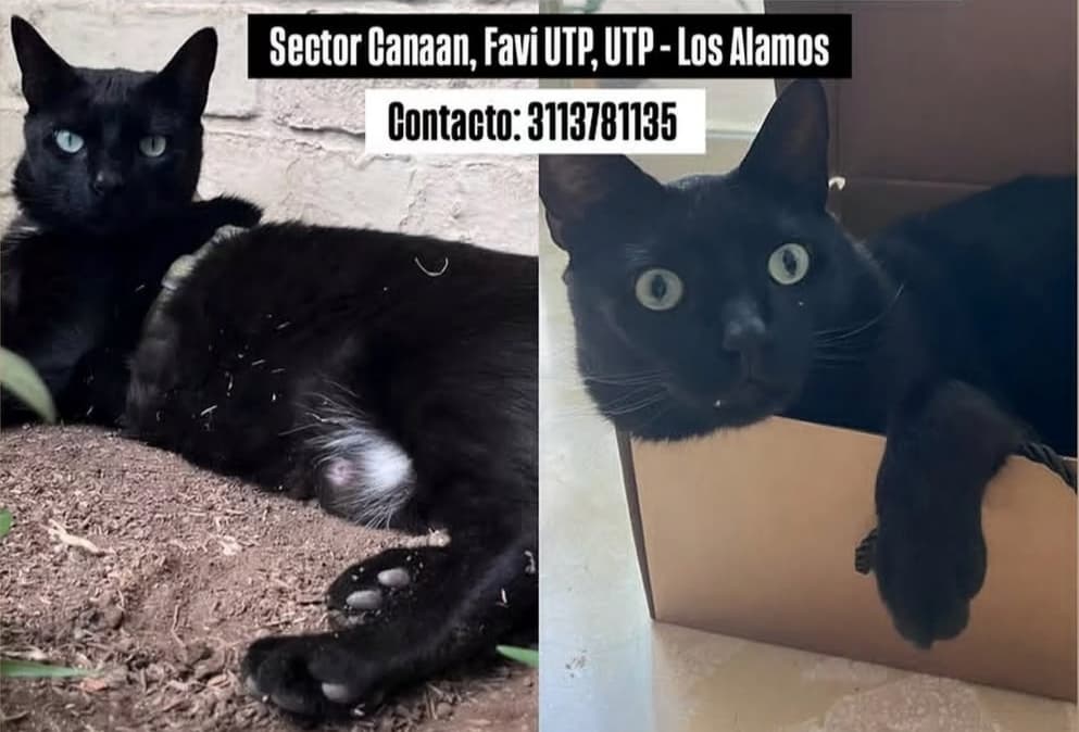 gato perdido en Pereira