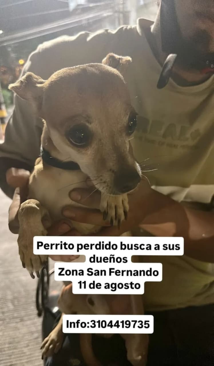 perro encontrado en Cali