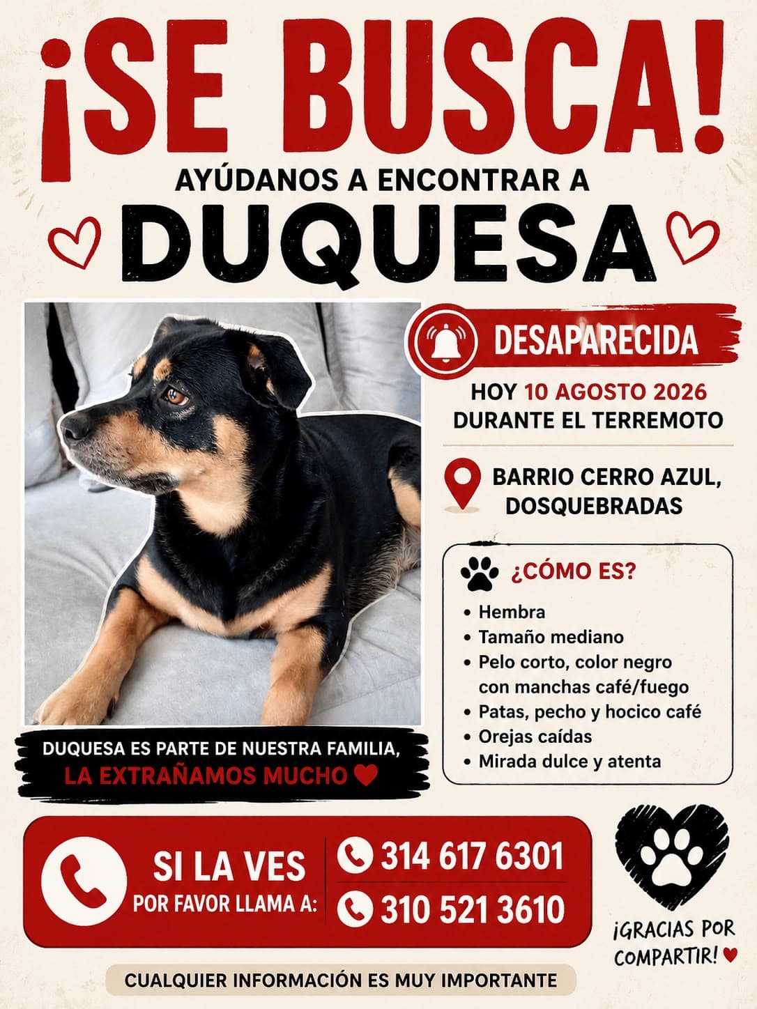 perro perdido en Pereira