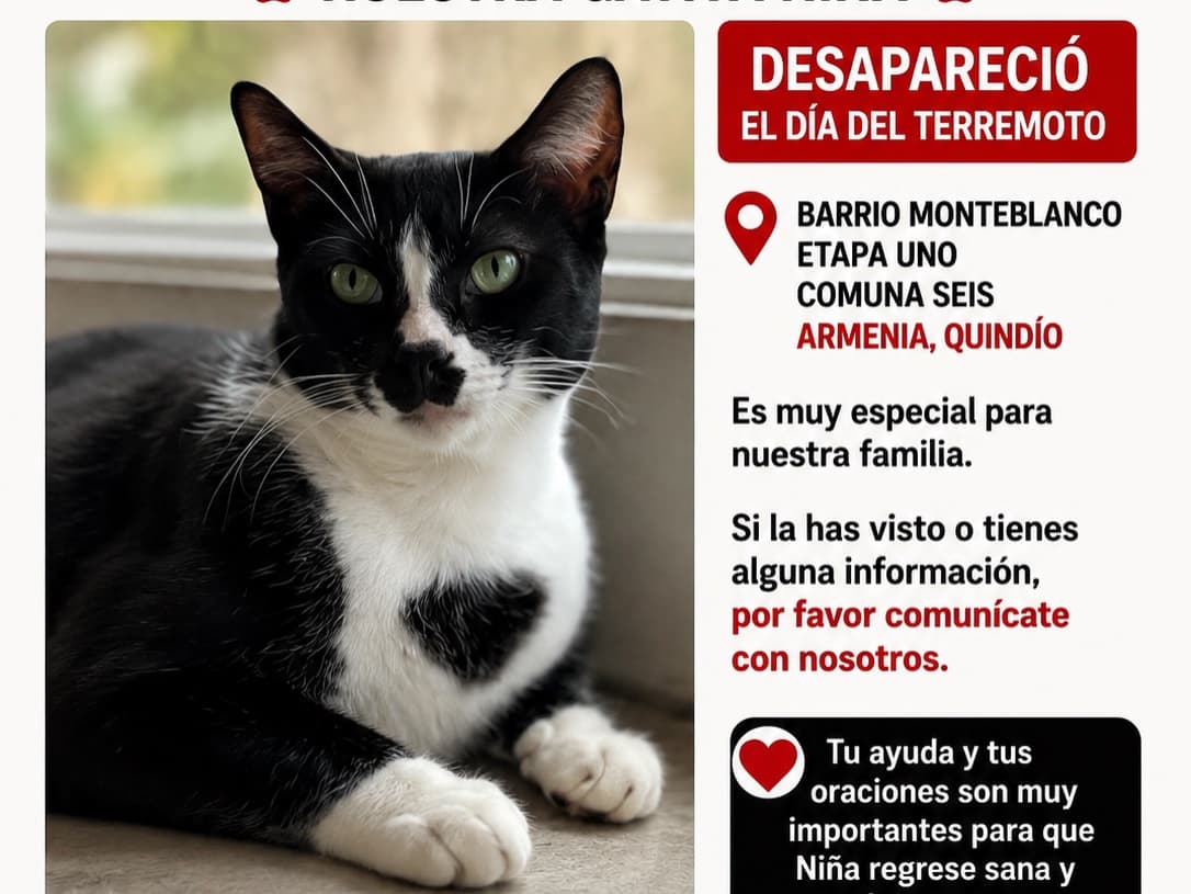 gato perdido en Armenia