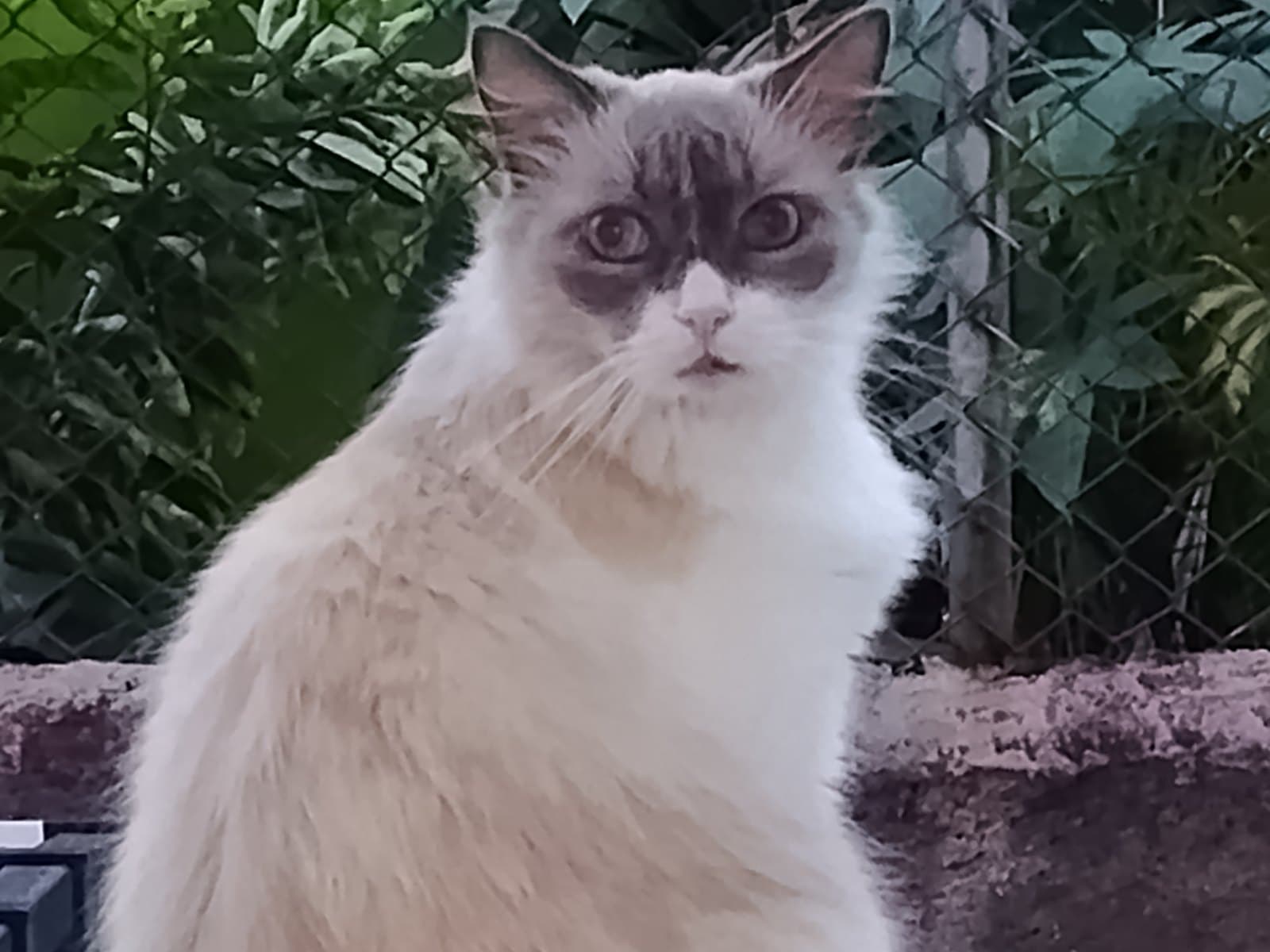 gato perdido en Cali