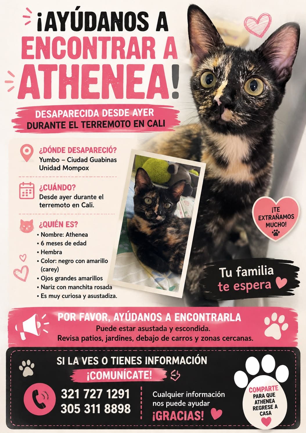 gato rescatado en Cali