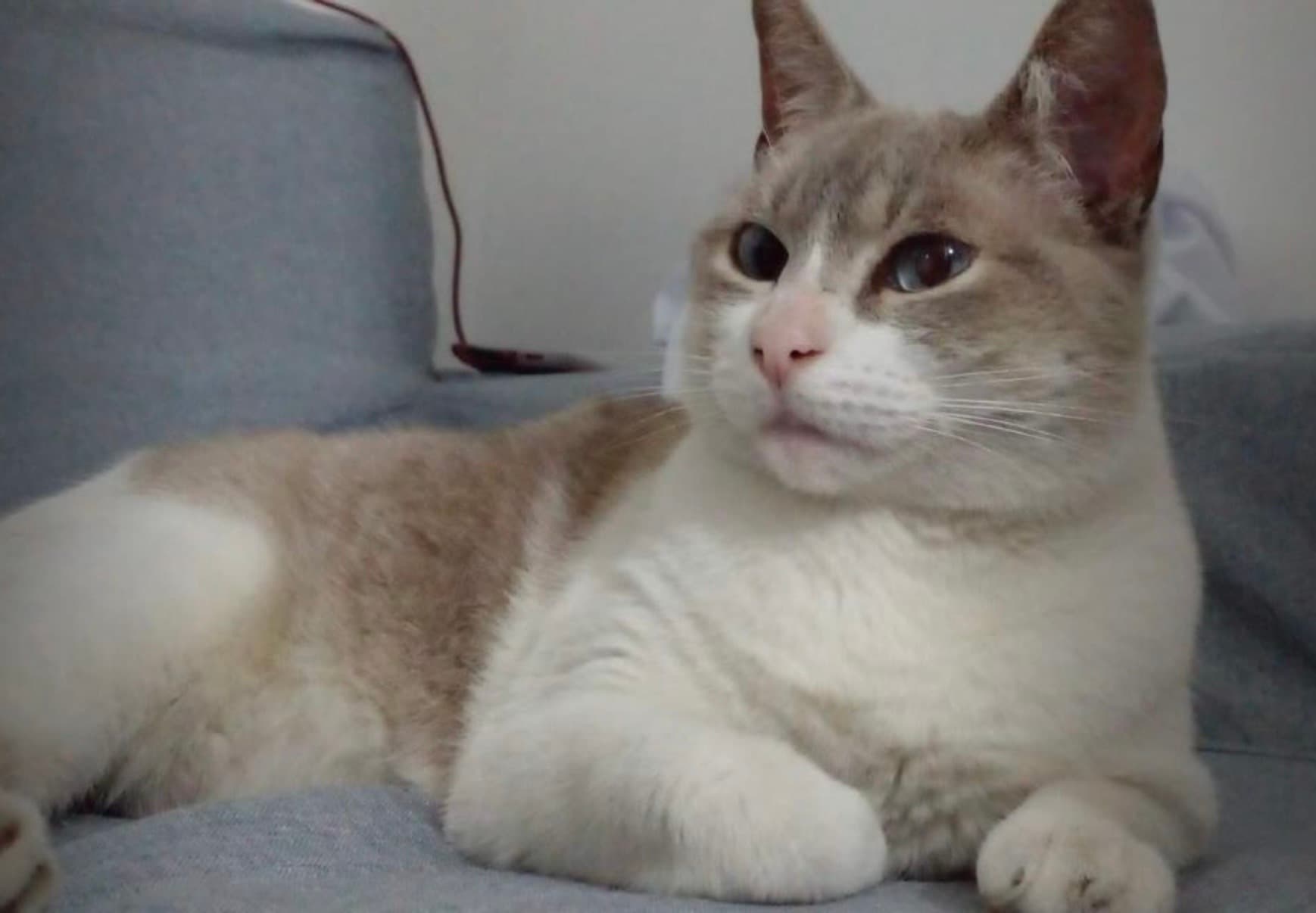 gato perdido en Cali