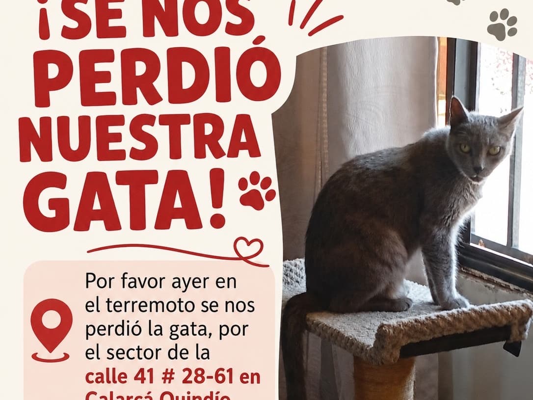 gato perdido en Armenia