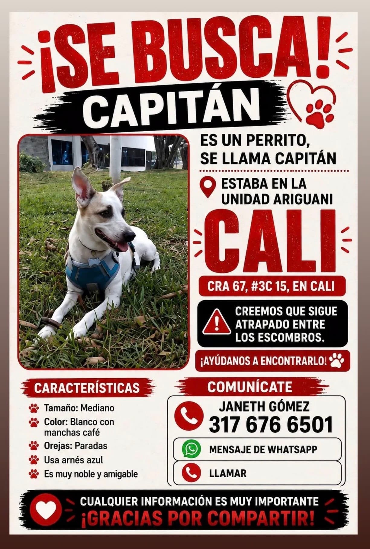 perro perdido en Cali