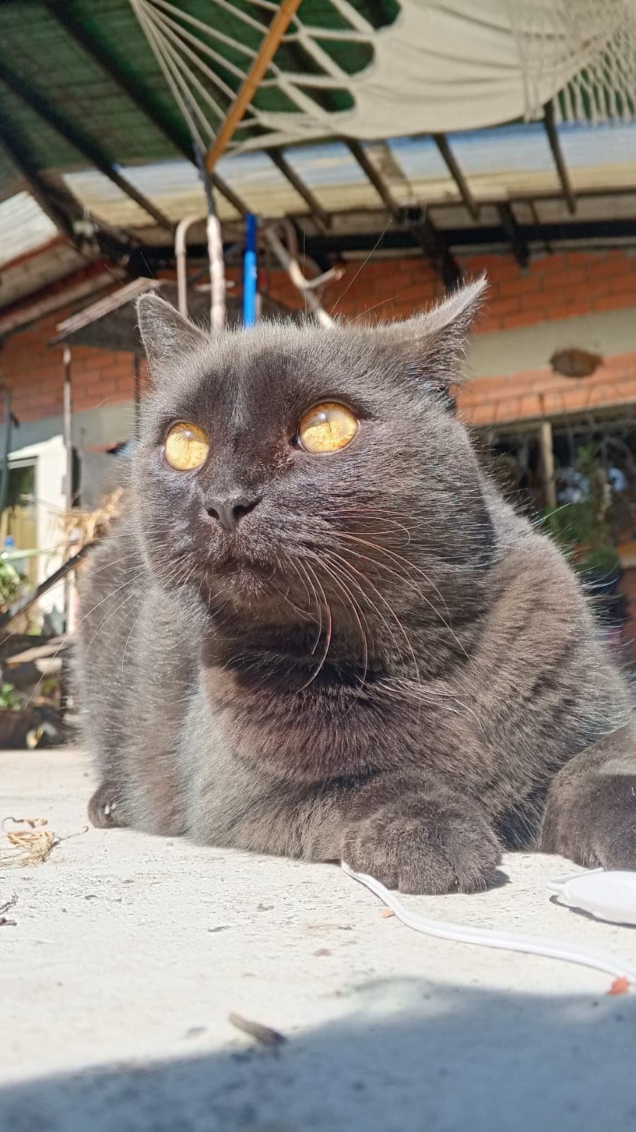 gato perdido en Manizales