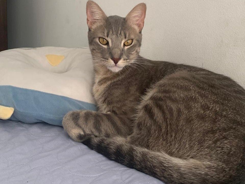 gato perdido en Pereira