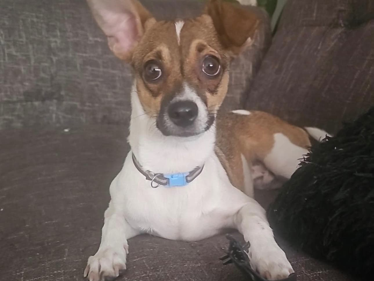 perro perdido en Pereira