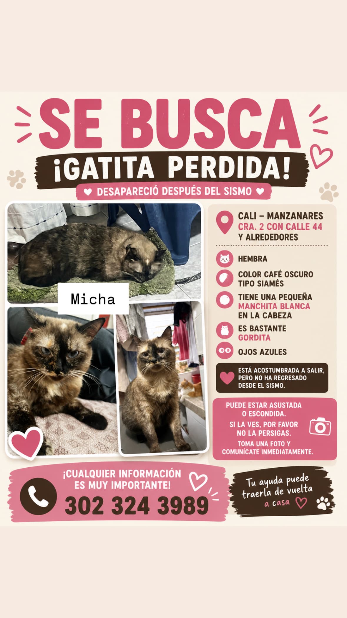 gato perdido en Cali