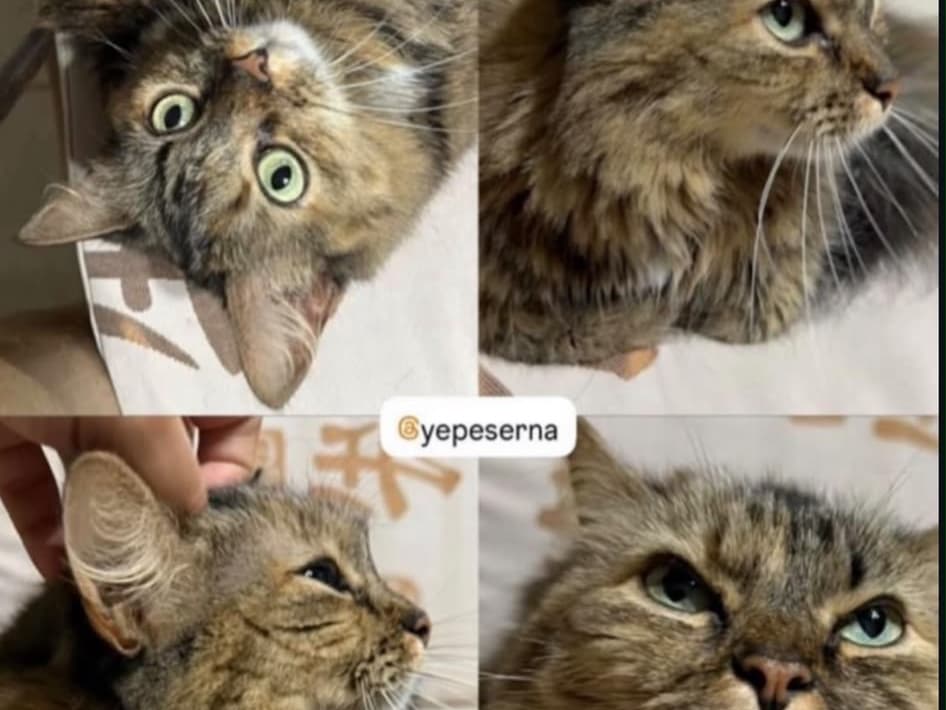 gato perdido en Pereira