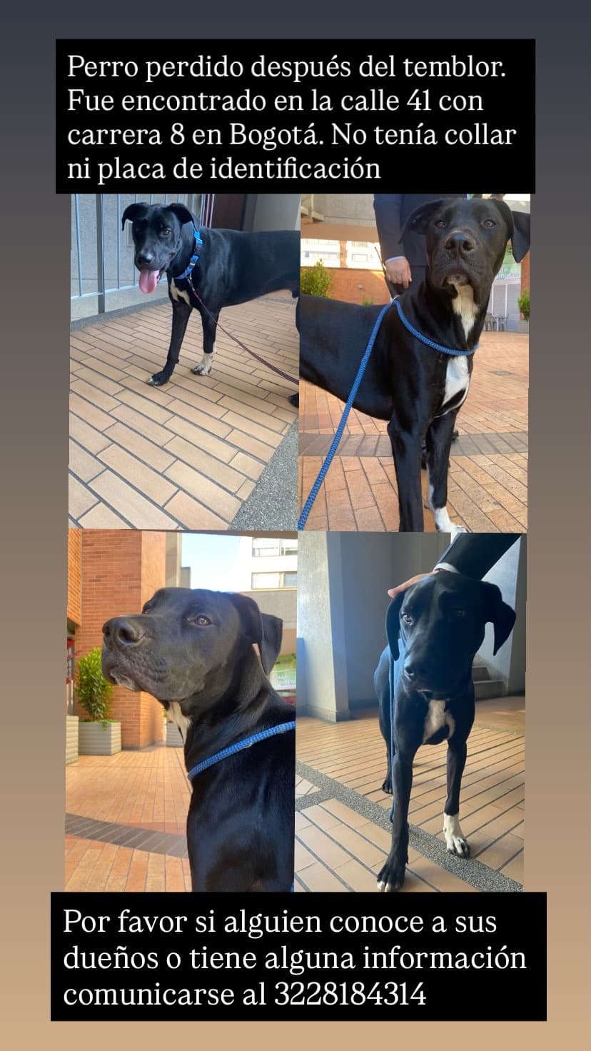 perro encontrado en Bogotá