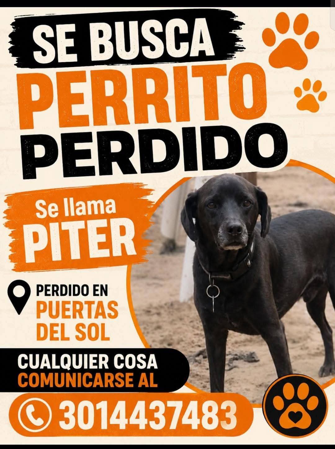 perro perdido en Manizales
