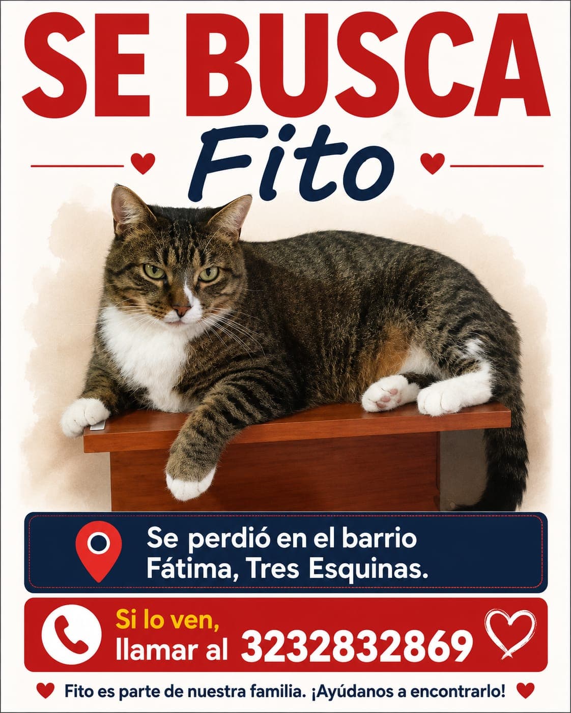gato perdido en Manizales
