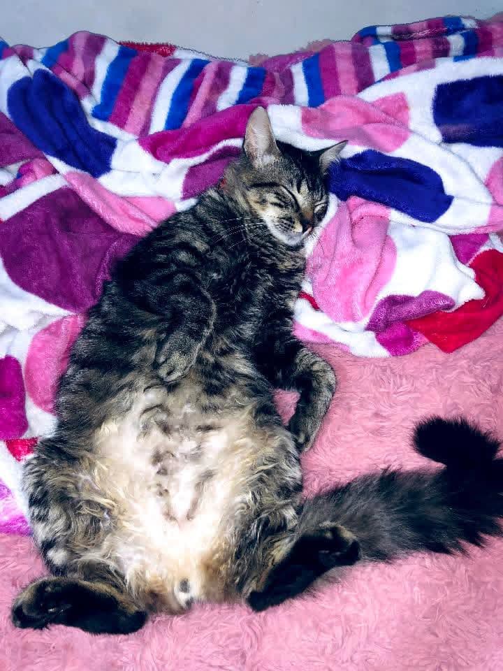gato perdido en Manizales