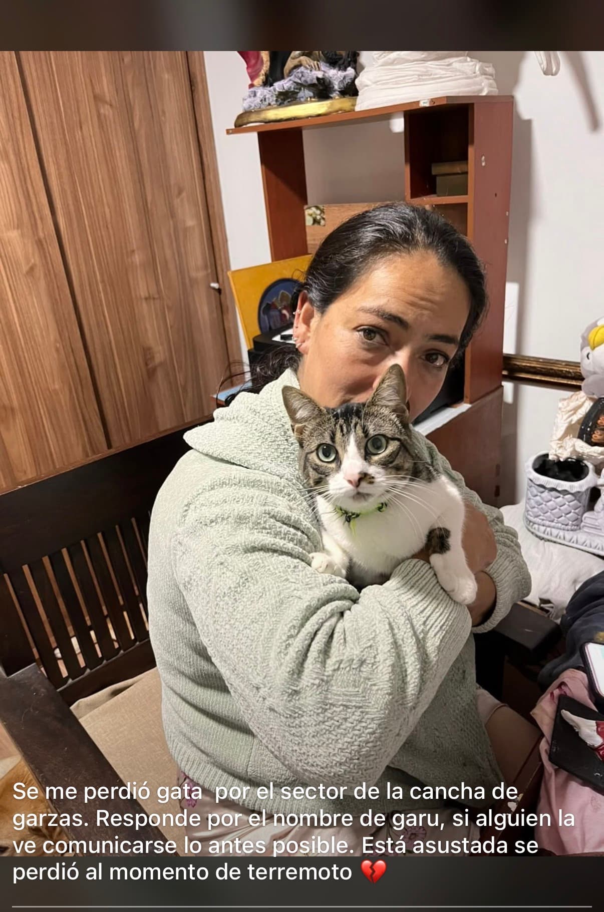 gato perdido en Manizales