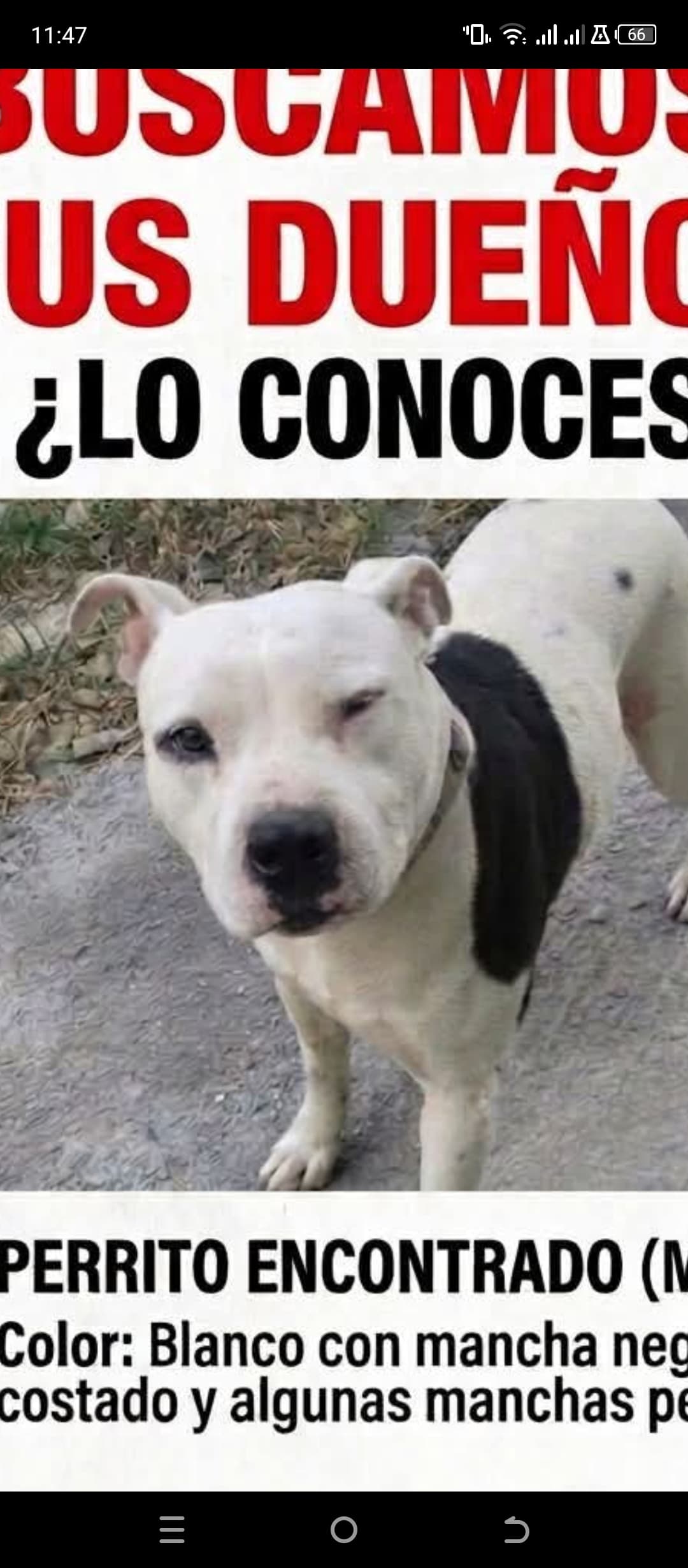 perro encontrado en Manizales
