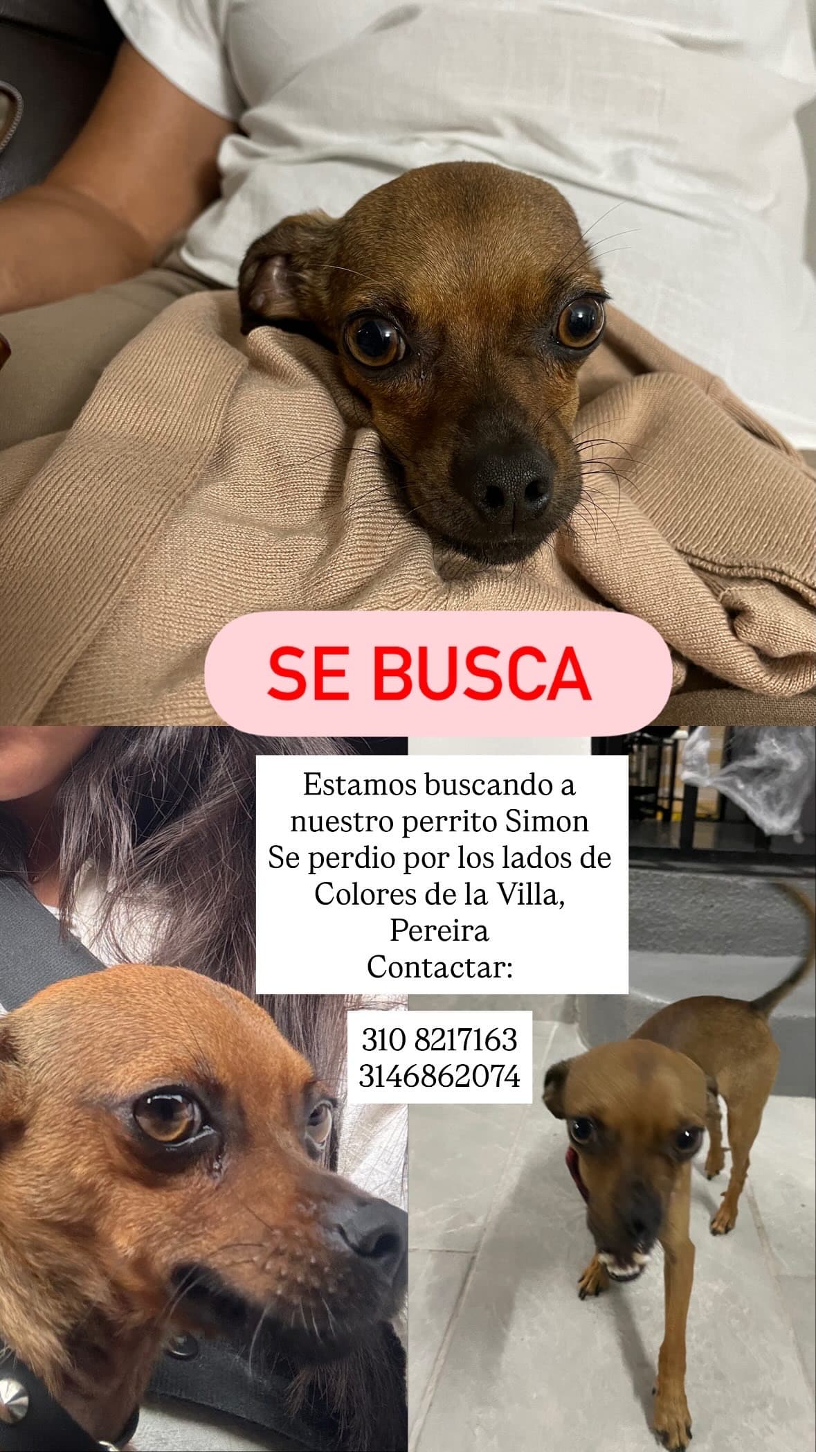 perro perdido en Pereira