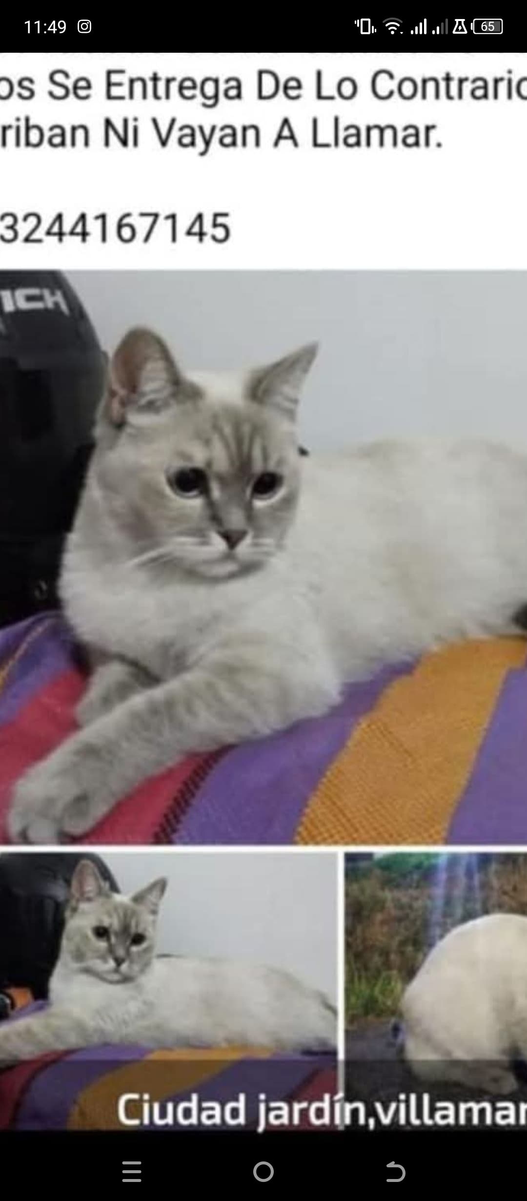 gato encontrado en Manizales