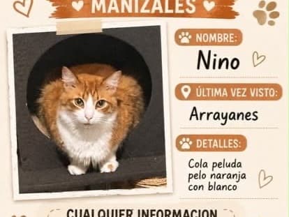 gato rescatado en Manizales