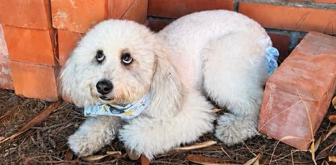 perro encontrado en Cali