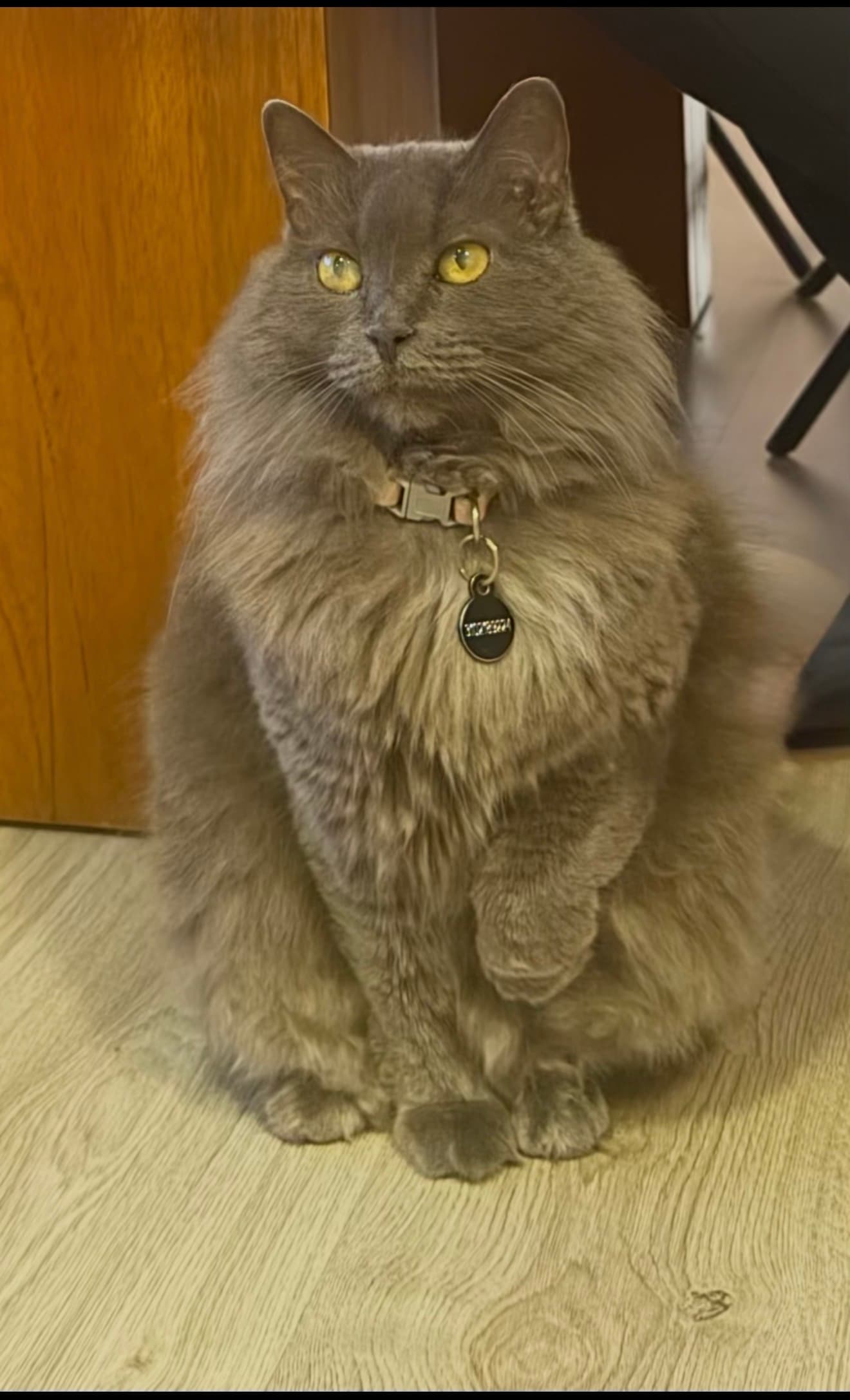 gato perdido en Manizales