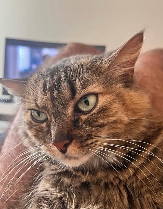 gato perdido en Pereira