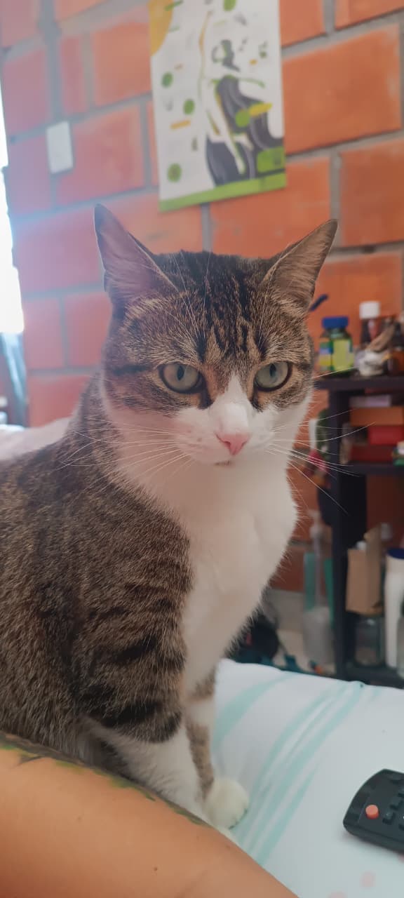 gato perdido en Manizales