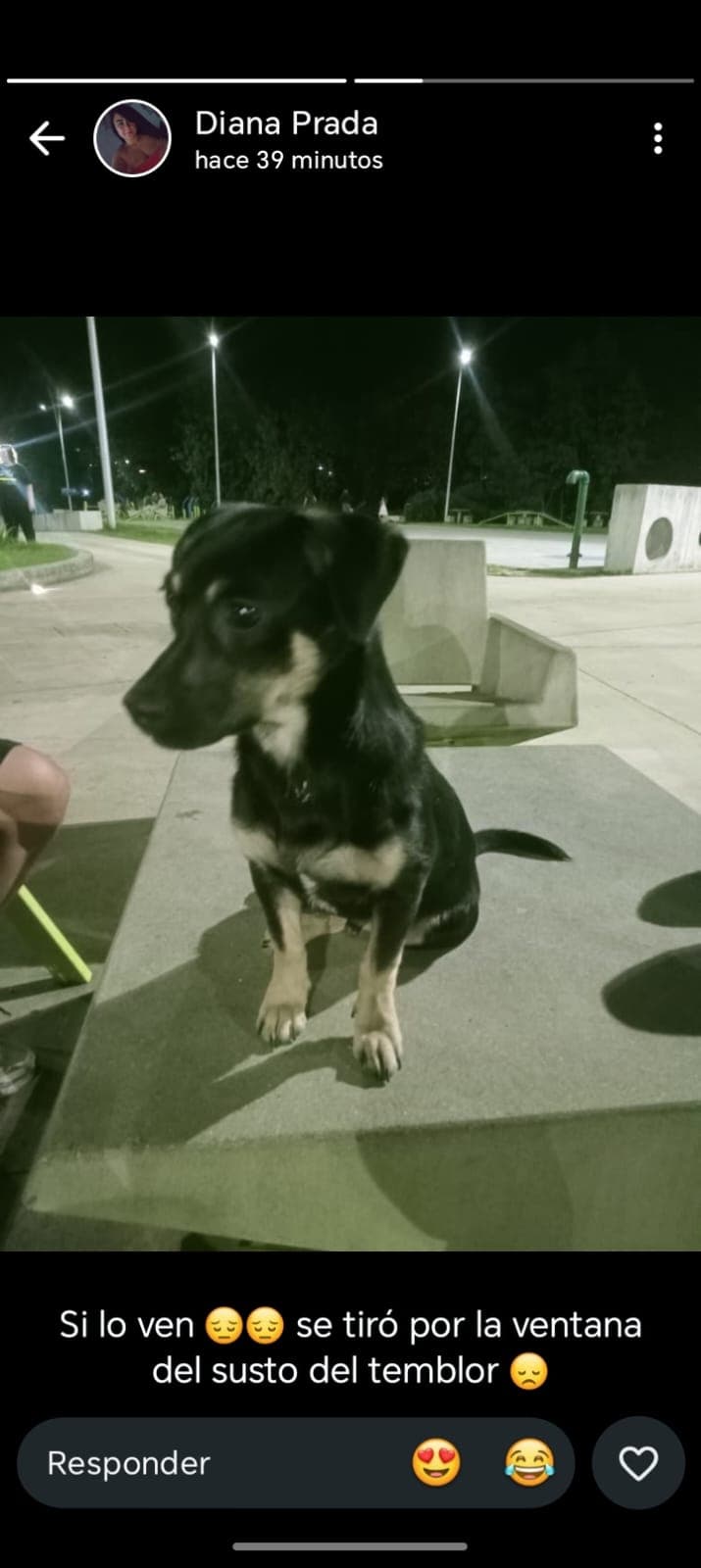 perro perdido en Manizales