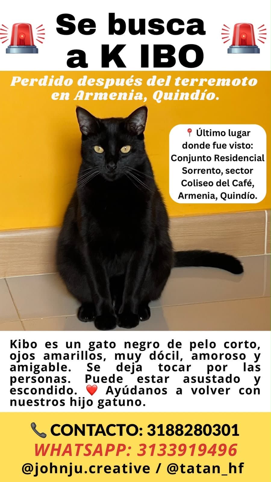 gato perdido en Armenia