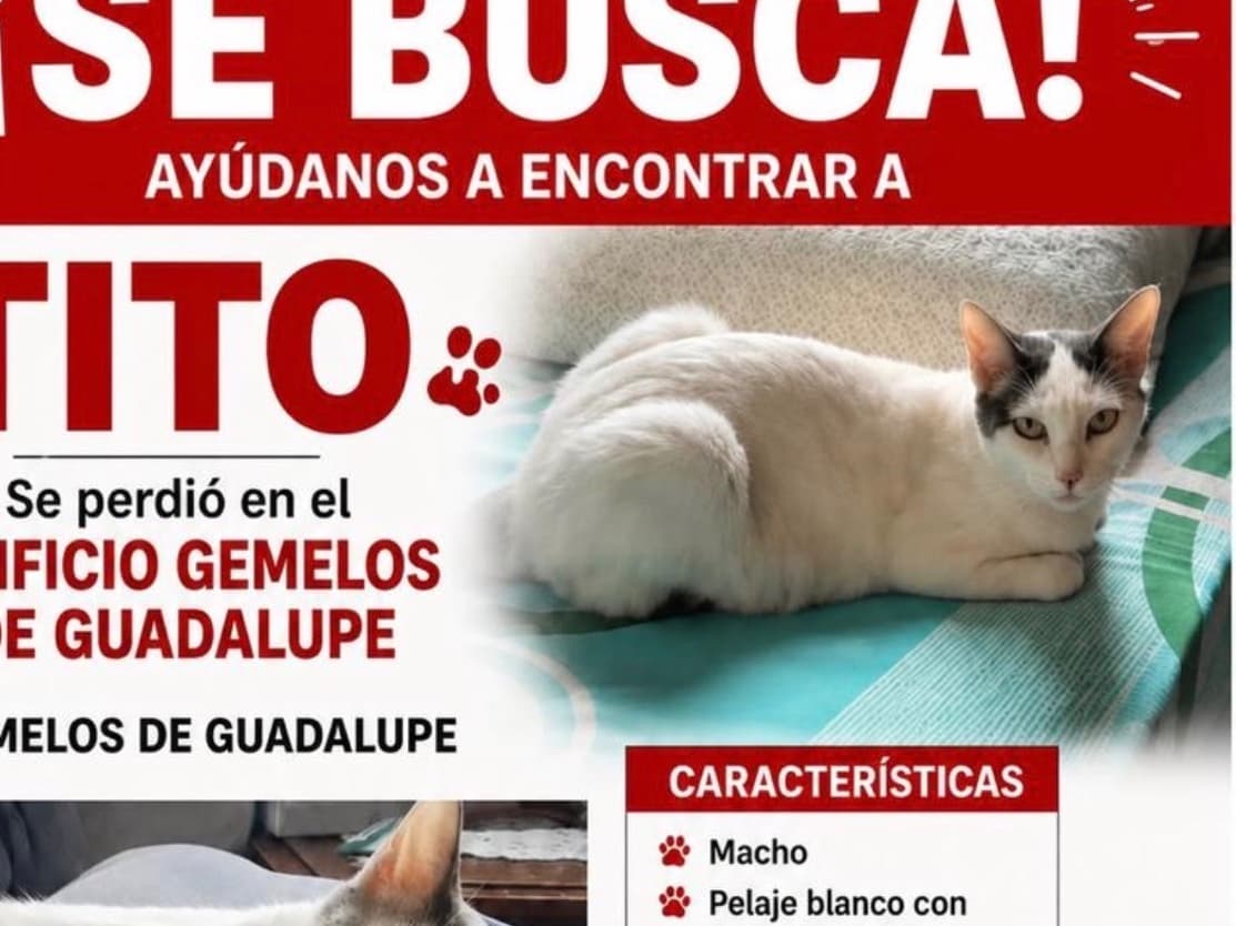 gato perdido en Cali