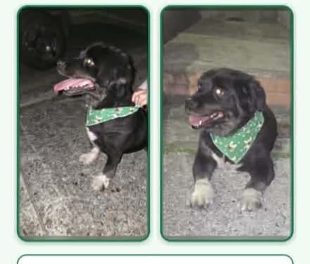 perro encontrado en Manizales