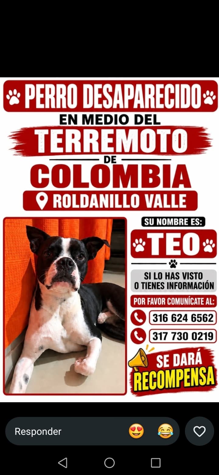 perro perdido en Pereira