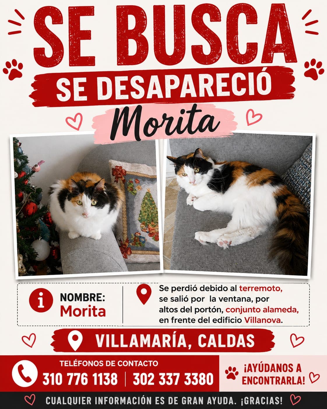 gato perdido en Manizales
