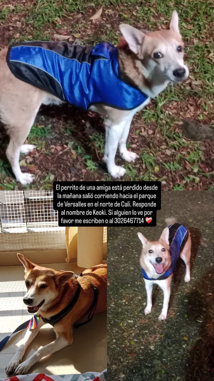 perro perdido en Cali