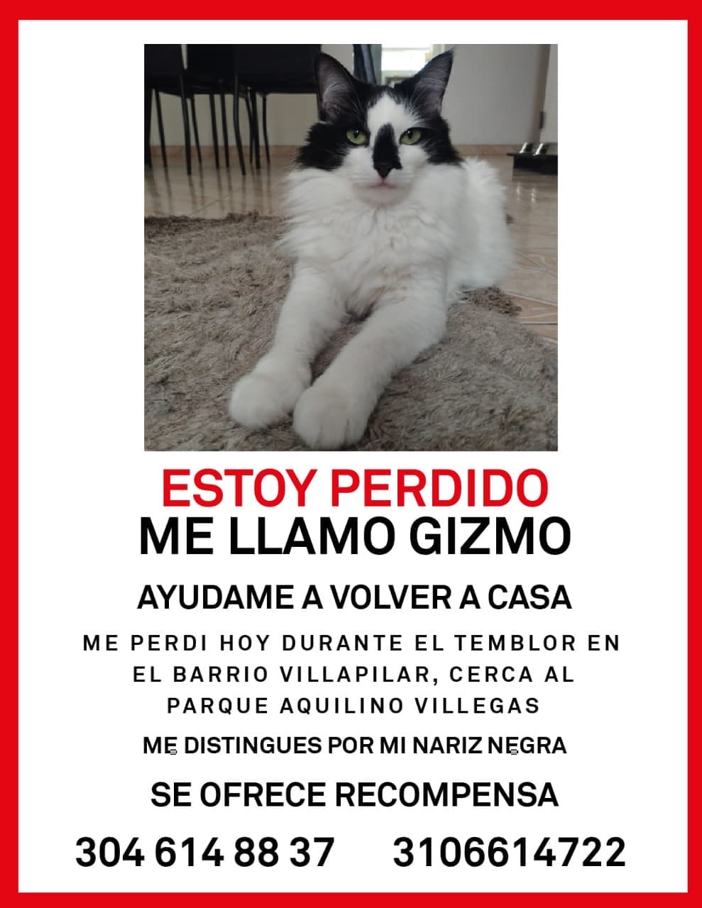 gato perdido en Manizales