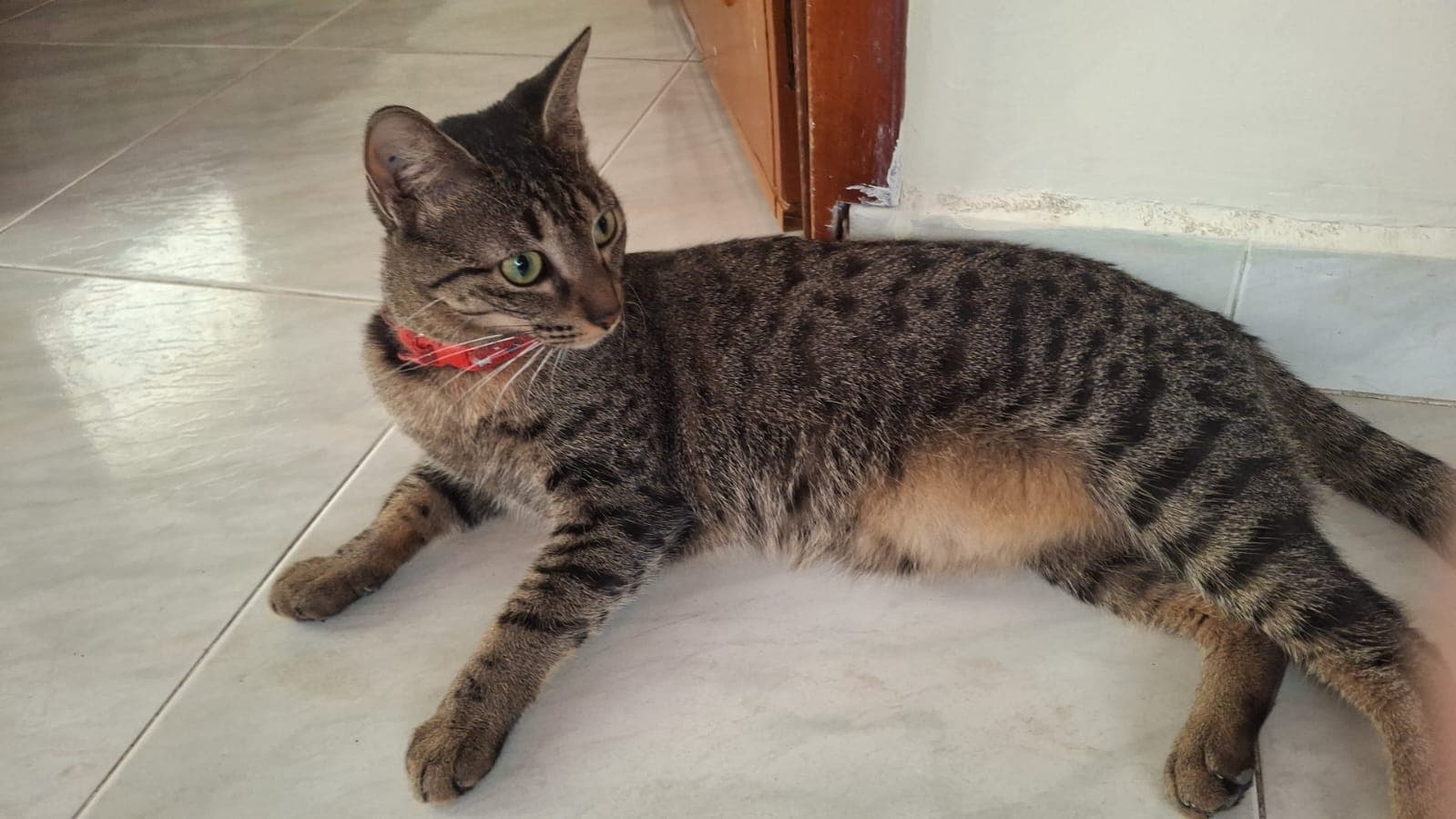 gato perdido en Manizales