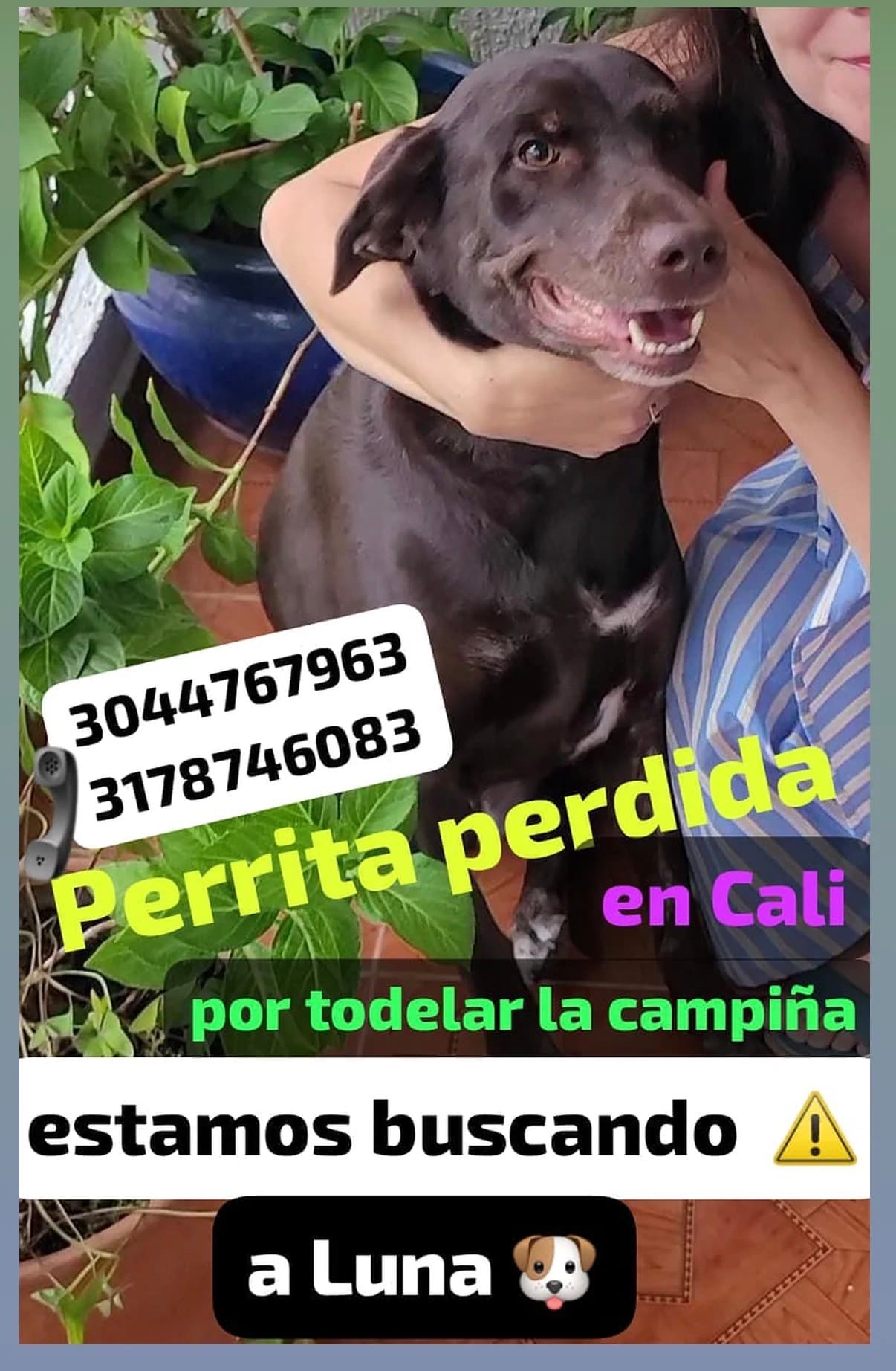 perro perdido en Cali