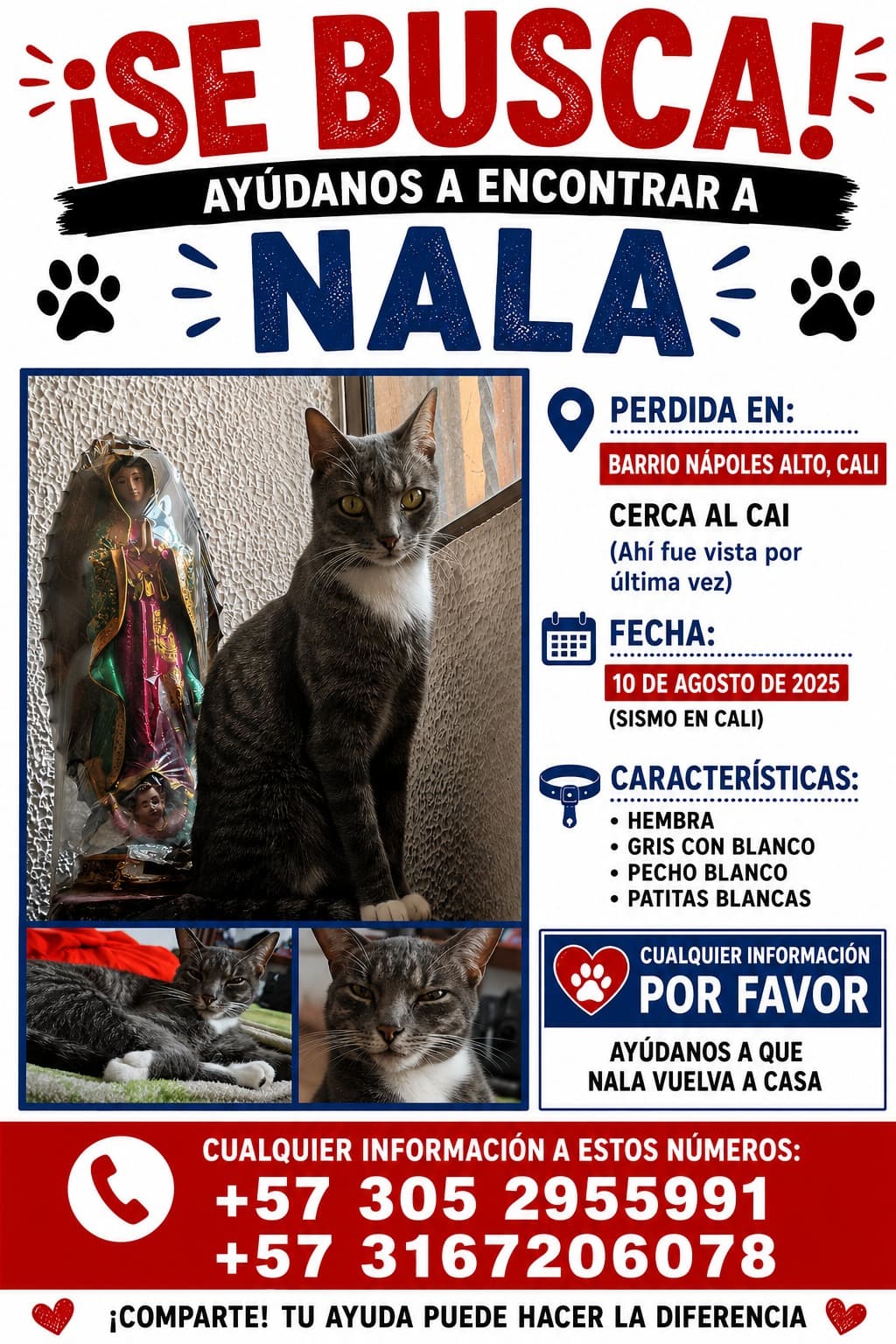 gato perdido en Cali