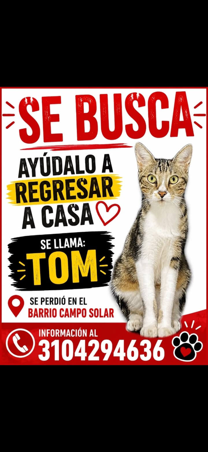 gato perdido en Pereira