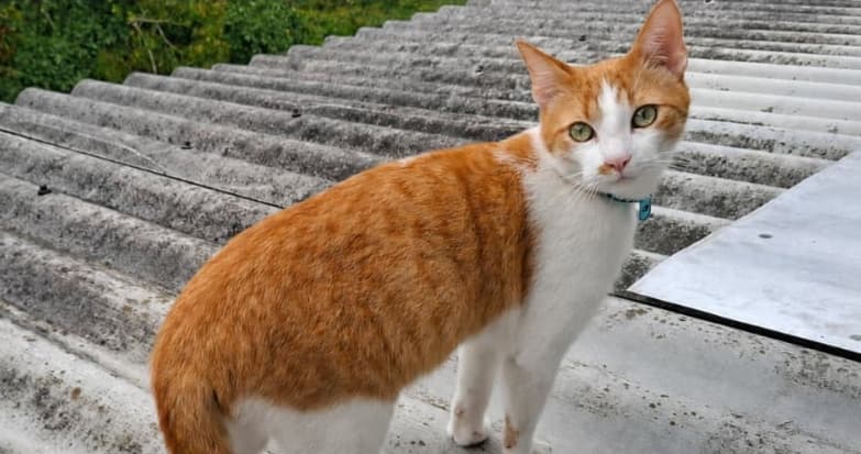 gato perdido en Manizales