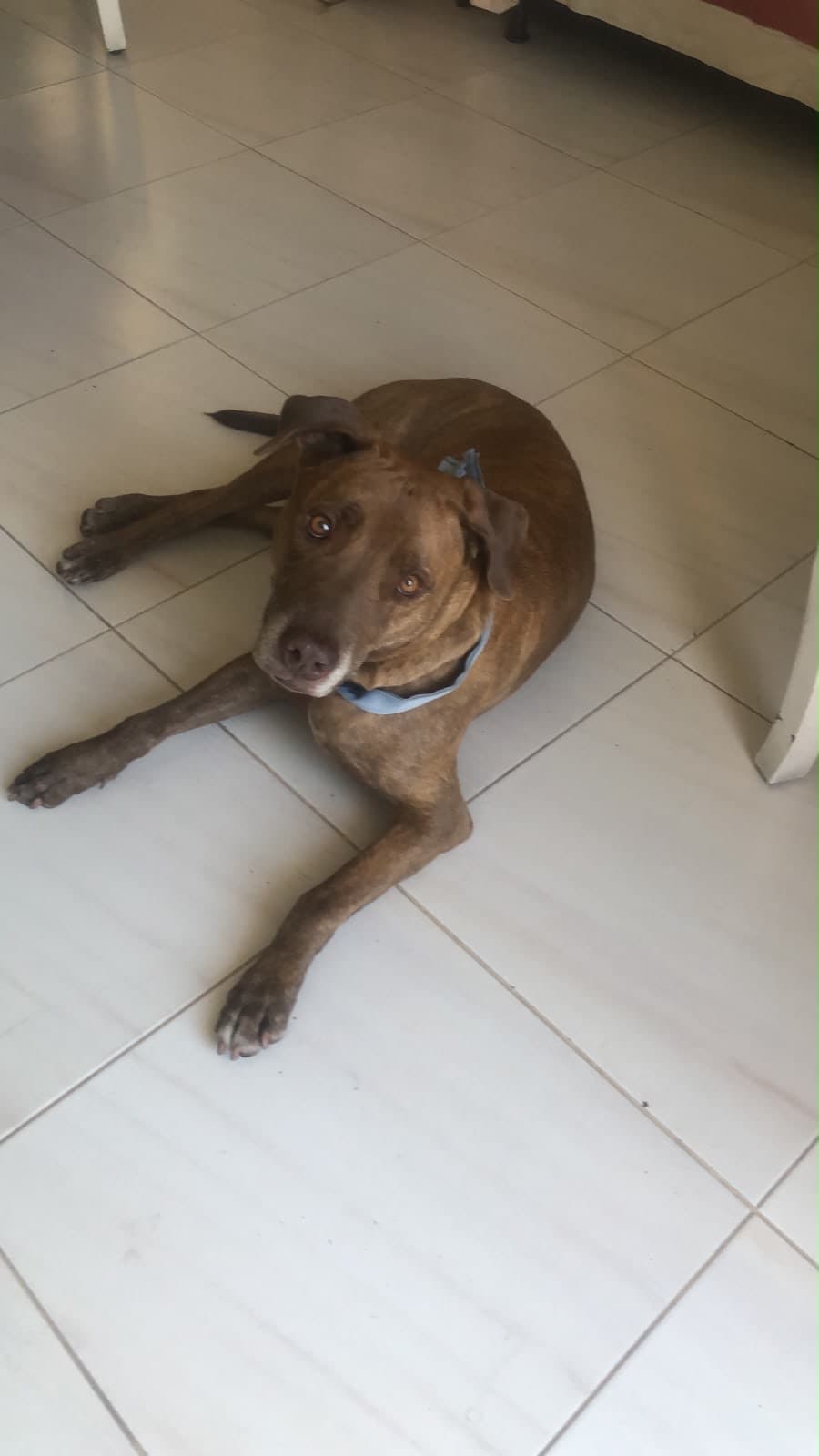 perro encontrado en Medellín