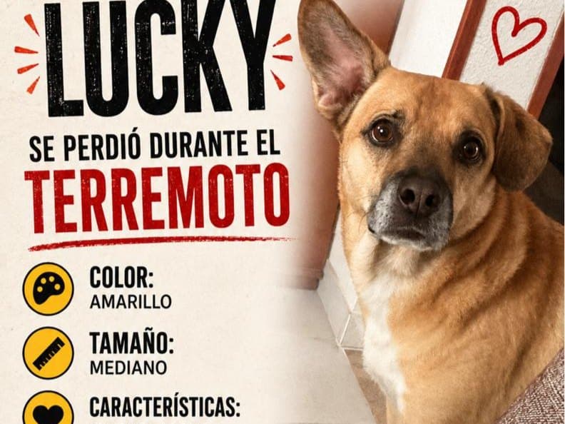 perro perdido en Pereira