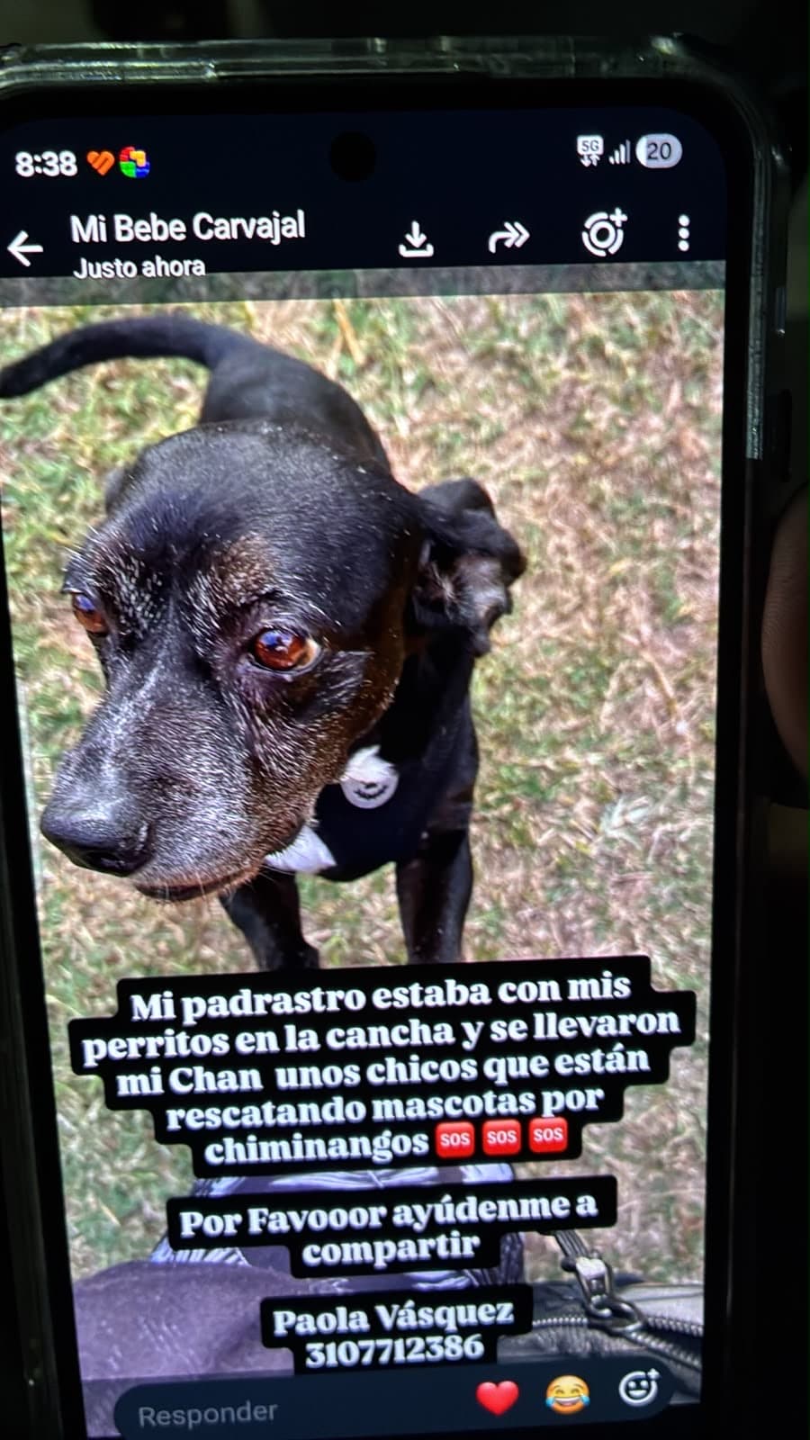 perro perdido en Cali
