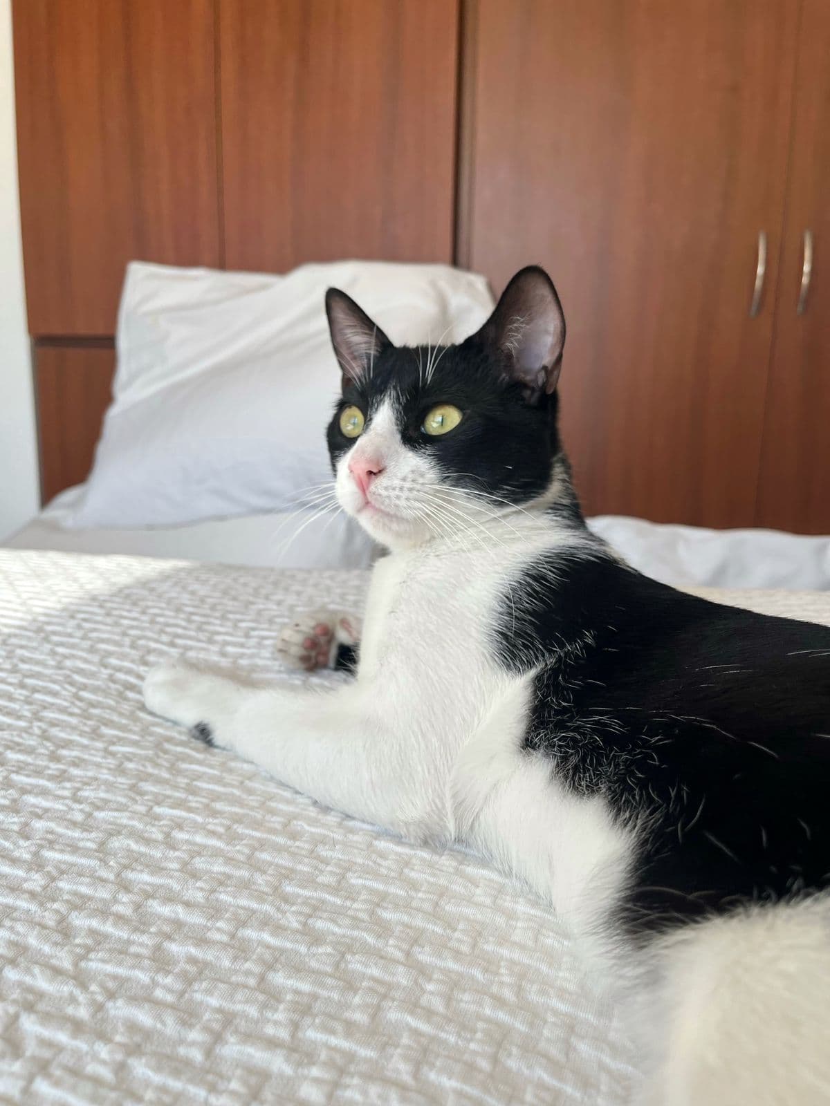 gato perdido en Bogotá