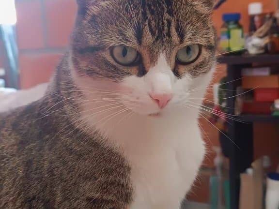 gato rescatado en Manizales