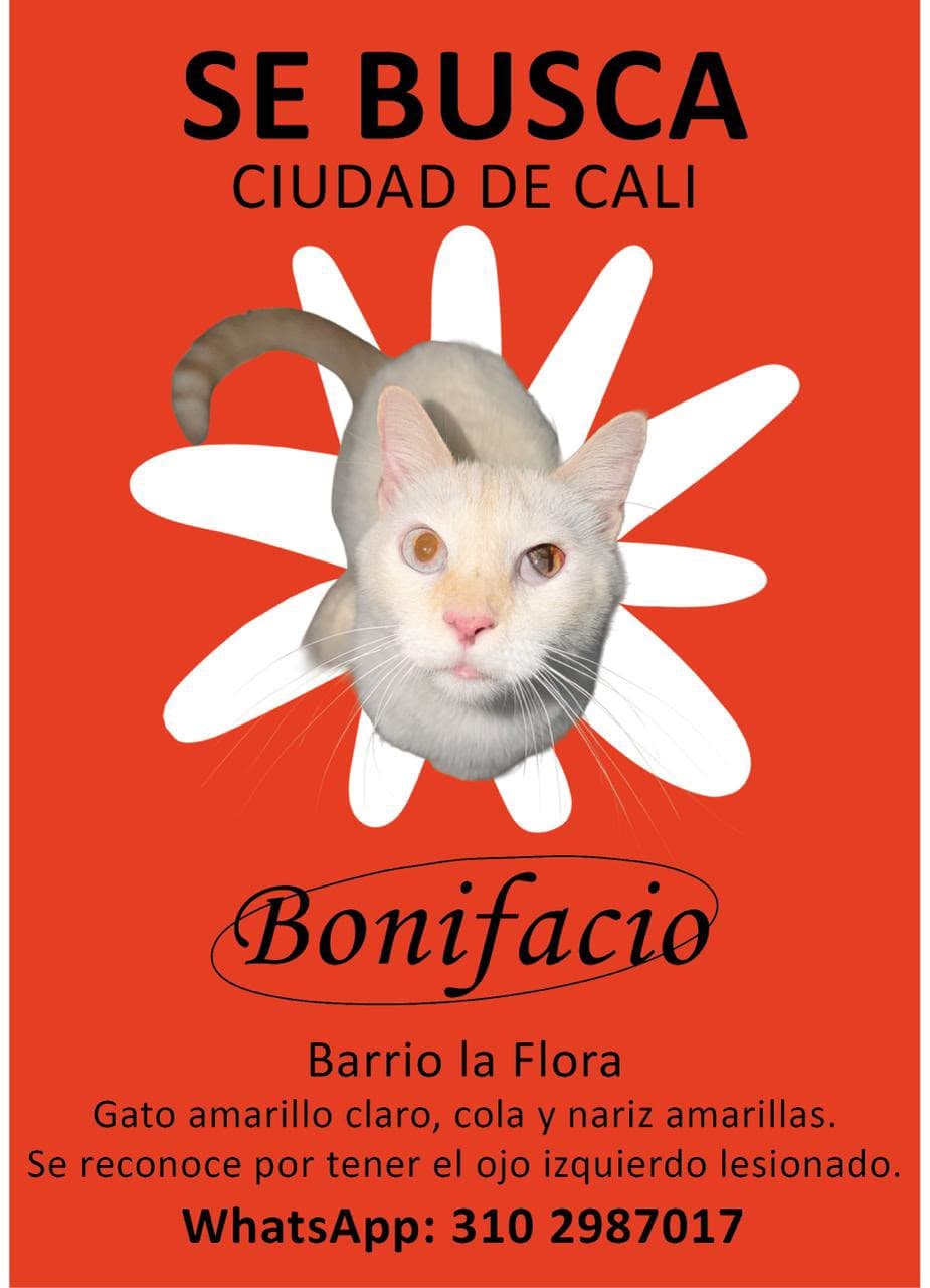 perro perdido en Cali